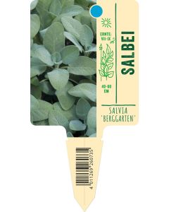 Salvia officinalis 'Berggarten', Bildstecketikett VS