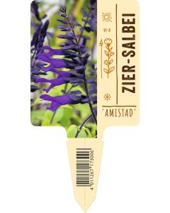 Salvia x cultorum 'Amistad', Bildstecketikett VS