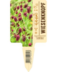 Sanguisorba officinalis 'Tanna' VS