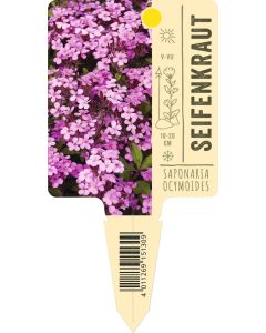 Saponaria ocymoides, Bildstecketikett VS