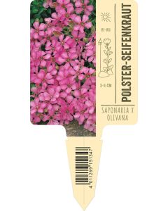 Saponaria x olivana, Bildstecketikett VS