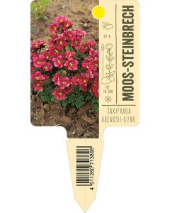 SaxifragaArendsii-Hybride, Bildstecketikett VS: