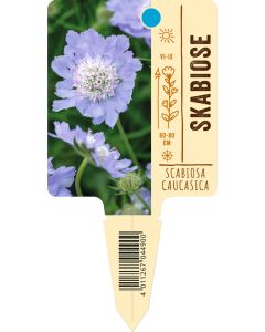 Scabiosa caucasica, Bildstecketikett VS