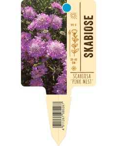 Scabiosa columbaria 'Pink Mist', Bildstecketikett VS: