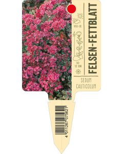 Sedumcauticolum, Bildstecketikett VS: