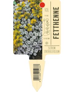 Sedumspathulifolium, Bildstecketikett VS: