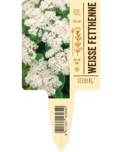 Sedum spectabile 'Iceberg', Bildstecketikett VS: