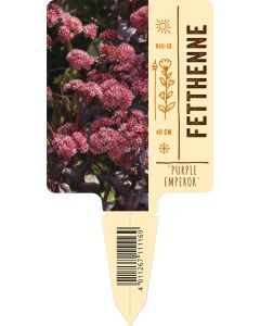 Sedum spectabile 'Purple Emperor' VS