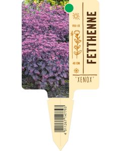 Sedum telephium 'Xenox' ®, Bildstecketikett VS