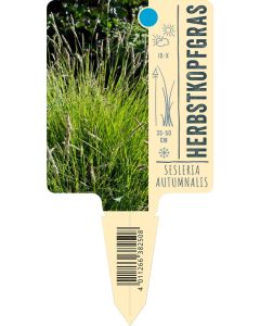 Sesleria autumnalis, Bildstecketikett VS