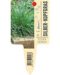 Sesleria caerulea, Bildstecketikett VS