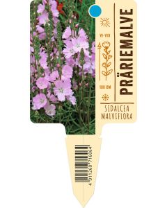 Sidalceamalviflora, Bildstecketikett VS: