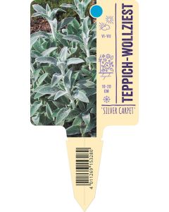 Stachys byzantina 'Silver Carpet', Bildstecketikett VS: