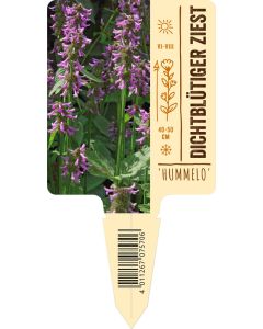 Stachys monnieri 'Hummelo', Bildstecketikett VS