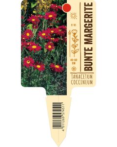 Tanacetumcoccineum, Bildstecketikett VS: