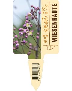 Thalictrum rochebrunianum 'Elin', Bildstecketikett VS