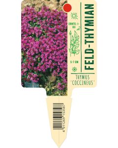 Thymus praecox 'Coccineus', Bildstecketikett VS