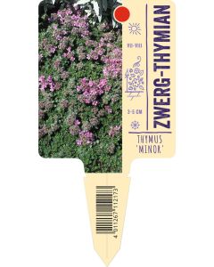 Thymus praecox 'Minor', Bildstecketikett VS