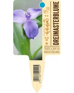 Tradescantia Andersoniana-Hybr., Bildstecketikett VS