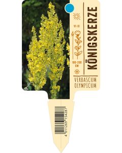 Verbascumolympicum, Bildstecketikett VS: