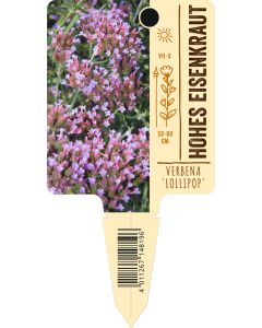 Verbena bonariensis 'Lollipop', Bildstecketikett VS