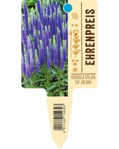 Veronica spicata ssp. incana, Bildstecketikett VS