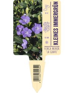 Vinca minor 'La Grave', Bildstecketikett VS: