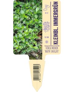 Vinca minor 'Ralph Shuget', Bildstecketikett VS: