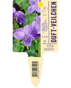 Viola odorata, Bildstecketikett VS