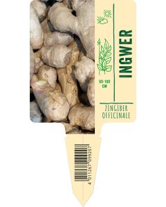 Zingiber officinale, Bildstecketikett VS