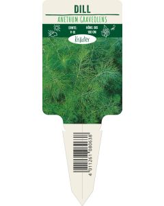 Anethum graveolens, Bildstecketikett VS