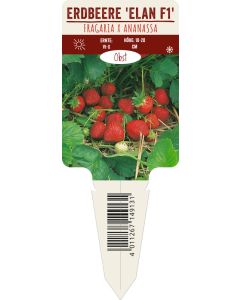 Fragaria x ananassa 'Elan F1', Bildstecketikett VS