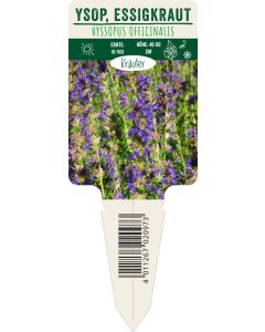 Hyssopus officinalis, Bildstecketikett VS