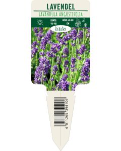 Lavandula angustifolia, Bildstecketikett VS