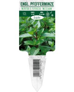 Mentha pip. 'Mitcham', Bildstecketikett VS