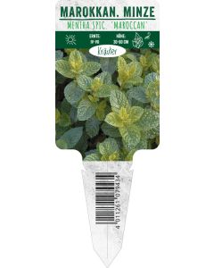 Mentha spic. 'Maroccan', Bildstecketikett VS