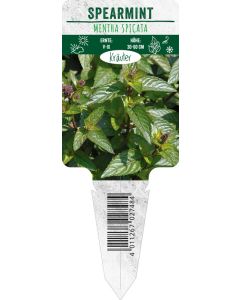 Mentha spicata, Bildstecketikett VS