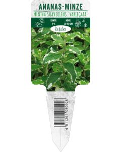 Mentha suav. 'Variegata', Bildstecketikett VS