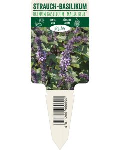 Ocimum basilicum 'Magic Blue', Bildstecketikett VS