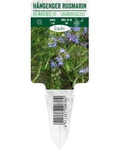 Rosmarinus of. 'Lavandulaceus', Bildstecketikett VS