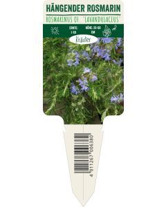 Rosmarinus of. 'Lavandulaceus', Bildstecketikett VS