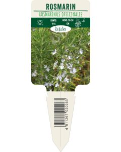 Rosmarinus officinalis, Bildstecketikett VS