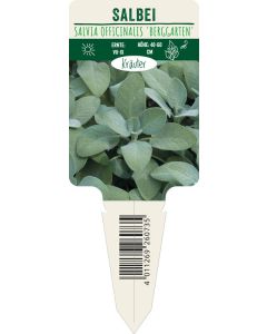 Salvia officinalis 'Berggarten', Bildstecketikett VS