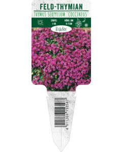 Thymus serpyllum 'Coccineus', Bildstecketikett VS