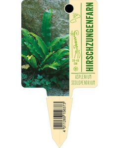 Phyllitisscolopendrium, Bildstecketikett VS: