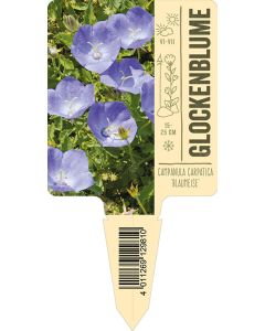 Bildstecketikett, Campanula carpatica 'Blaumeise' VS: