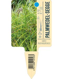 Carexmuskingumensis, Bildstecketikett VS: