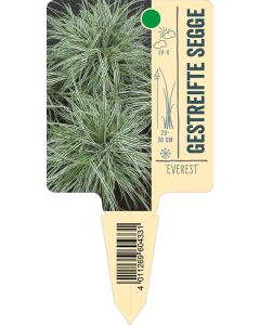 'Everest', Bildstecketikett VS: