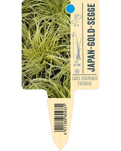 Carex oshimensis 'Evergold' , Bildstecketikett VS: