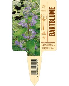 Caryopteris x clandonensis, Bildstecketikett VS: